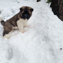 Akita Puppies from Ryan Johnston's Akitas