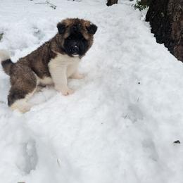 Akita Puppies from Ryan Johnston's Akitas