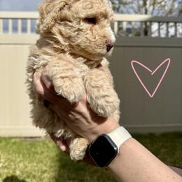 Bernedoodle, Cavalier King Charles Spaniel, and Poodle Puppies from Ellas.Pups (Bernedoodles & Cavapoos)