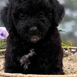 Trace - Black male Poodle puppy in Vilonia, Arkansas from Donna’s Pretty Poodles