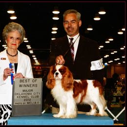 Cavalier King Charles Spaniel Puppies from Castlemar Cavaliers