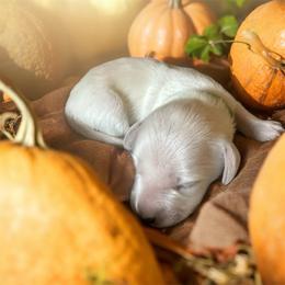 Sweet Pea - Cream female Dachshund puppy in Trenton, Kentucky from Promise Land Puppies