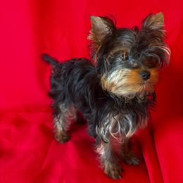 SB boy - Blue and gold male Yorkshire Terrier puppy in Alburnett, Iowa from Hobbs Shire Yorkies
