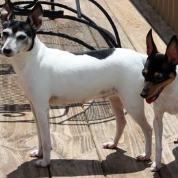 Toy Fox Terrier All Grown Up from Celticfox Toy Fox Terriers