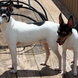 Toy Fox Terrier All Grown Up from Celticfox Toy Fox Terriers