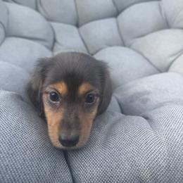 Arthur - Black and tan male Dachshund puppy in Tampa, Florida from EntityDachs