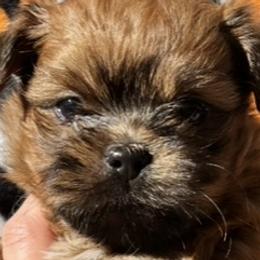 Shih Tzus from Adam Eve Pups CT
