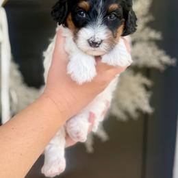 Princess Daisy- orange collar female - Tri-color female Bernedoodle puppy in Salt Lake County, Utah from Coco Avenue Pups