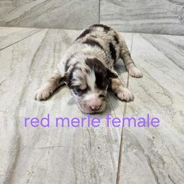 Ella f3 - Red merle female Australian Shepherd puppy in Arbela, Missouri from County Line Aussies