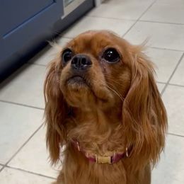 Ruby - Cavalier King Charles Spaniel