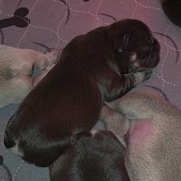 French Bulldog Puppies from ANE French Bulldogs