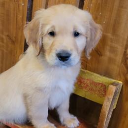 Boy 5 off white collar - Golden Golden Retriever puppy in Brush Prairie, Washington from Paradise Peaks