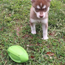 Boy 2 - Red and white male Alaskan Klee Kai puppy in Shelbyville, Tennessee from Gems Rat Terriers