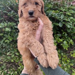 Fosse - Red  male Goldendoodle puppy in Calera, Alabama from Red Mountain Minis