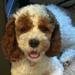 Maverick - Cockapoo