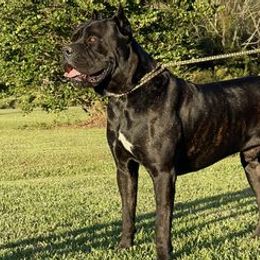 Cane Corso from Spikes Kennels Cane Corsos