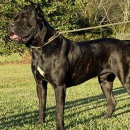 Cane Corso from Spikes Kennels Cane Corsos
