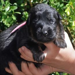 Pink collar female - Black and red female German Shepherd puppy in Marianna, Florida from Haus M Godwin