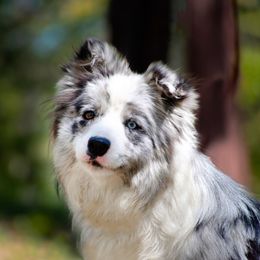 Ashi - Border Collie