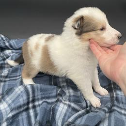 Lady - Sable merle and white female Collie puppy in Bamberg, South Carolina from Shakhor Ohr Collies and Pomeranians