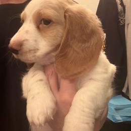 Boy 2 - Piebald male Dachshund puppy in Phoenix/Chandler, Arizona from Jennifer's Guardian Doxies