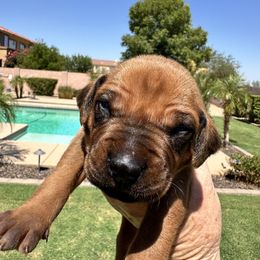 Boy 3 Yellow collar - Rd whtn blk nose male Rhodesian Ridgeback puppy in Surprise, Arizona from Arizona Ridgebacker