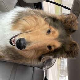 Mia - Collie