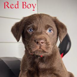 Red Boy - Chocolate male Labrador Retriever puppy in Plymouth, North Carolina from Duck Creek Kennels