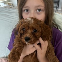 Cavalier King Charles Spaniel and Cavapoo Puppies from Cavapoo Puppy Parade