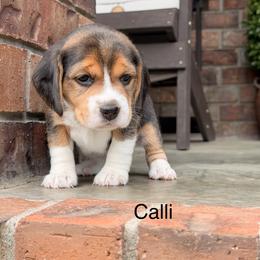 Calli - Black tan and white female Beagle puppy in Mansfield, Missouri from Rippee Creek Kennel