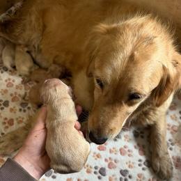 Female 1 - Golden female Golden Retriever puppy in Merrill, Michigan from Happy Tails Family Farm