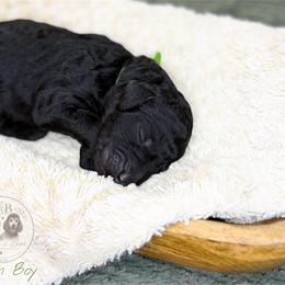 Green Boy - Black male Goldendoodle puppy in Carthage, Tennessee from Willows Doodles