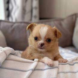 Brock - Red and white male Chihuahua puppy in Harrison, Michigan from Cloud9 Chihuahuas