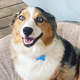 Tink - Australian Shepherd