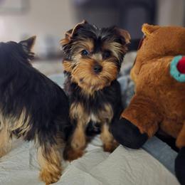 Opie - Black and tan male Yorkshire Terrier puppy in Grand Terrace, California from CLC SOUTHERN YORKIES