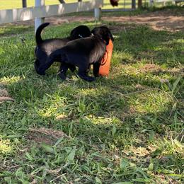 Labrador Retriever Puppies from Willow Kane Farm