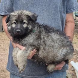 Boy 2 Green - Sable male German Shepherd puppy in Lake George, Colorado from High Country German Shepherds