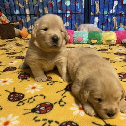 Golden Retriever and Siberian Husky Puppies from Nevani Goldens & Siberians