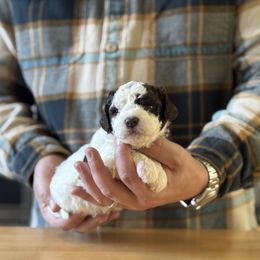Girl 1 - Brown female Lagotto Romagnolo puppy in Sugar Valley, Georgia from Pinnacle Farm and Kennel