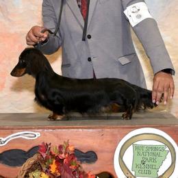 Tipsy - Dachshund