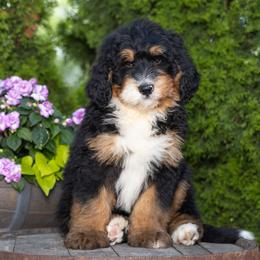 Bernedoodle puppies from Quaint Haven Bernedoodles