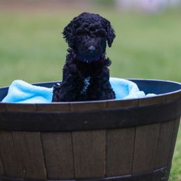 Ahni - Poodle puppy in Nacogdoches, Texas from Magnolia Springs Farm