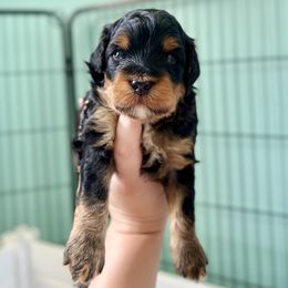 Rocket - Tri-color male Bernedoodle puppy in Munster, Indiana from Miranda’s Sunshine Poodles and Doodles
