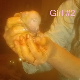 Poodle Puppies from Marilyn's Standard Poodles