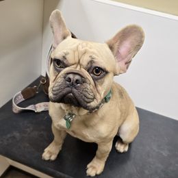 Nala - French Bulldog