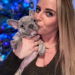 French Bulldog Puppies from Honey Bee Frenchies