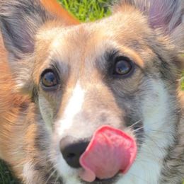 Pembroke Welsh Corgis from Cozy Hearth Cogis