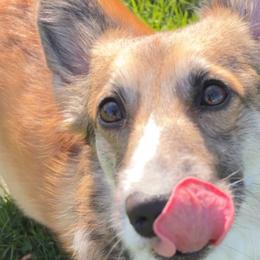 Pembroke Welsh Corgis from Cozy Hearth Cogis