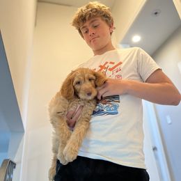 Labradoodle Puppies from Dotsie's Doodles