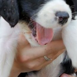 English Springer Spaniels from Spring of Joy Kennel